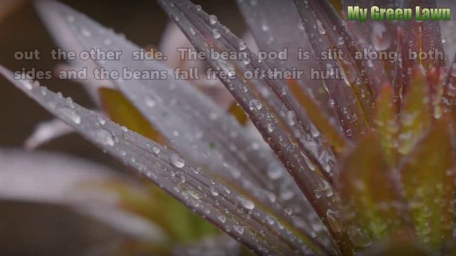 How to Build a Butter Bean Sheller смотреть онлайн