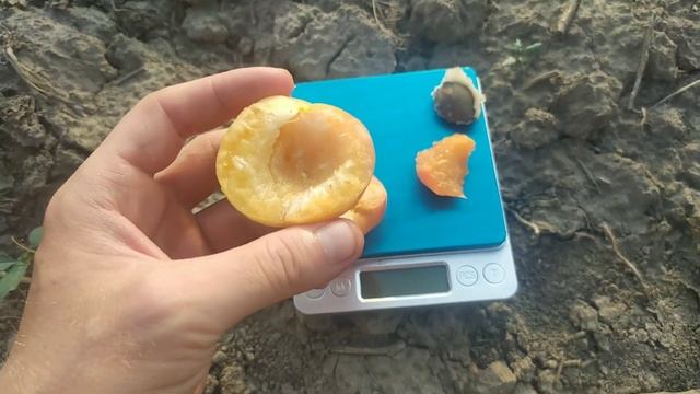 абрикос Нью Харостар смотреть онлайн