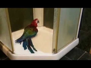 Банный день!) Попугай ара купается. Гиацинтовый Ара, какаду. Смешные животные.