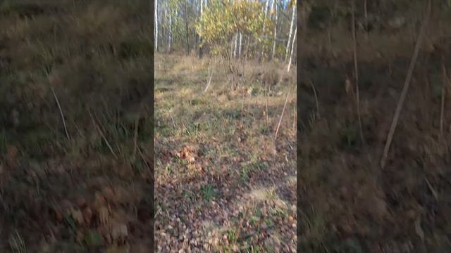 Все происходит непредсказуемо. Мир растений и мир людей в позднюю осень разрушения. смотреть онлайн