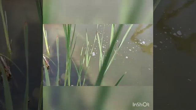 Как я борюсь с тиной (нитчаткой) в своем пруду. смотреть онлайн