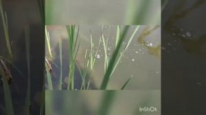 Как я борюсь с тиной (нитчаткой) в своем пруду.