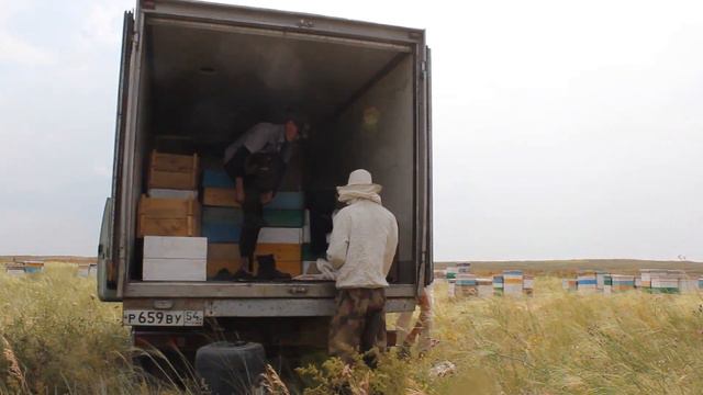 Rasa 2019 Pchelovod "КХ Алтай Балы" , РК ВКО Кокпекты смотреть онлайн