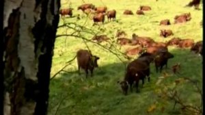 Красная горбатовская порода КРС