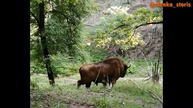 Бой ОЛЕНЕЙ! Чьё УХО он ест?? БЕЛКА под ЭНЕРГЕТИКОМ!? смотреть онлайн