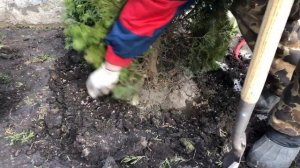 Как вносить гранулированные удобрения под хвойные