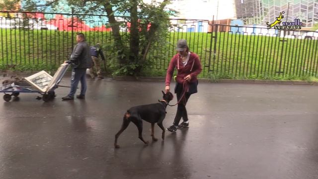 Доберман, Отвлечение от дворников, упражнение тач в миску в движении смотреть онлайн