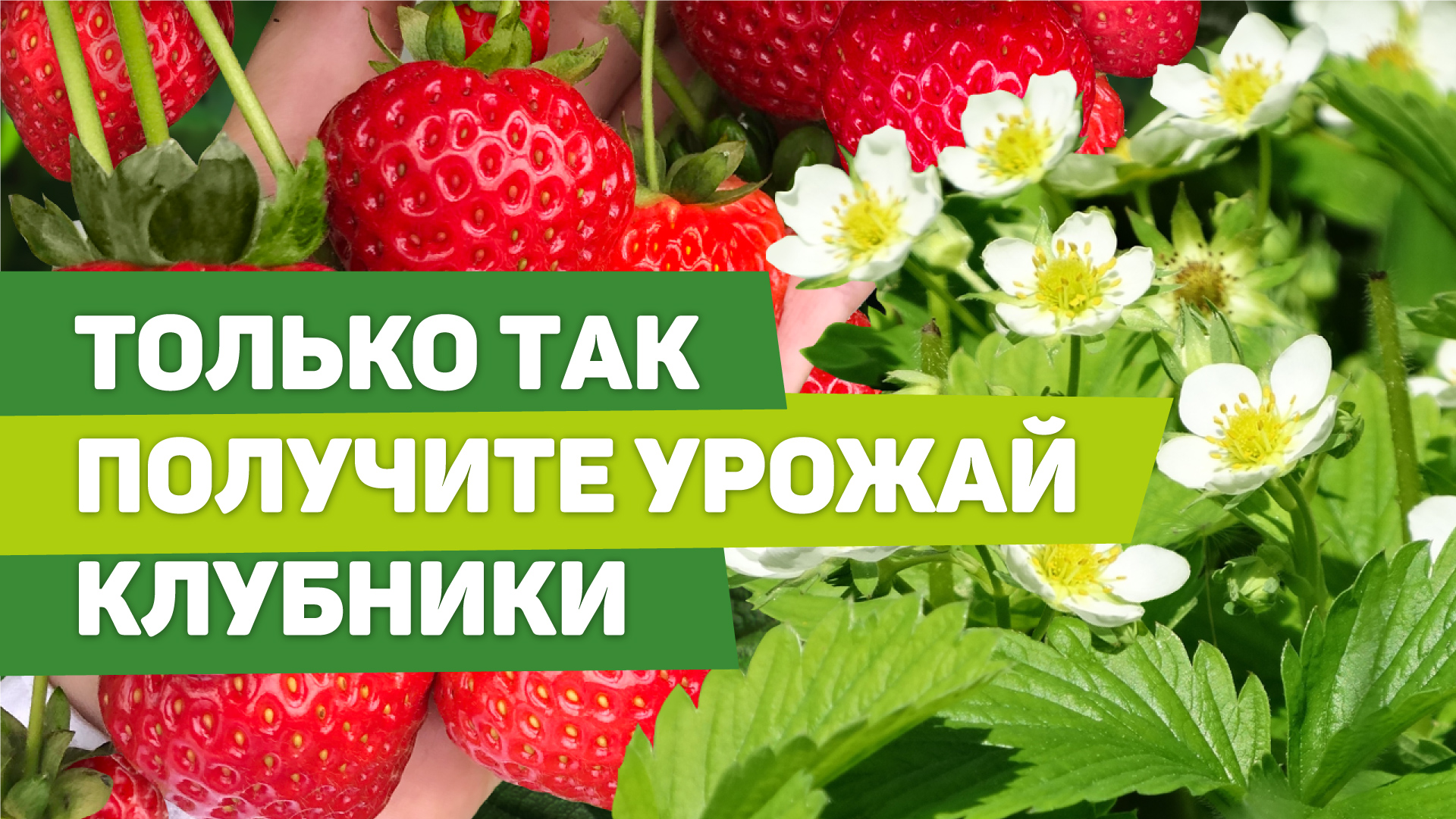 ВЕСЕННИЙ УХОД ЗА КЛУБНИКОЙ. От этих работ зависит урожай смотреть онлайн