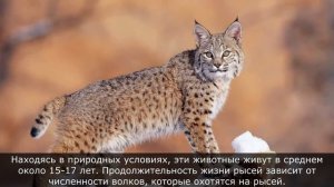 Рысь: где обитает опасный хищник, как охотится, чем питается животное, интересные факты о Рыси
