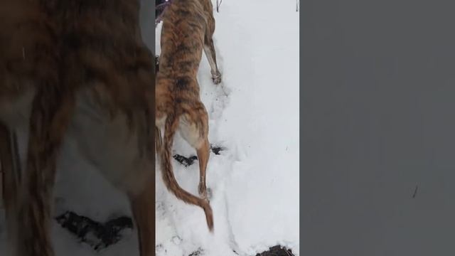 greyhound (английская борзая) смотреть онлайн