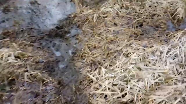 Проверка петель на бобра смотреть онлайн