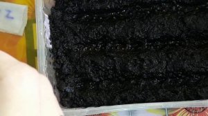 Виола Виттрока(Бломез)выращивание из семян.Рассада прекрасного цветка.Все об всем!(01.03.17)