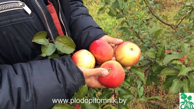 ЯБЛОНЯ сорта ВЕРБНОЕ. Зимостойкий урожайный сорт. смотреть онлайн