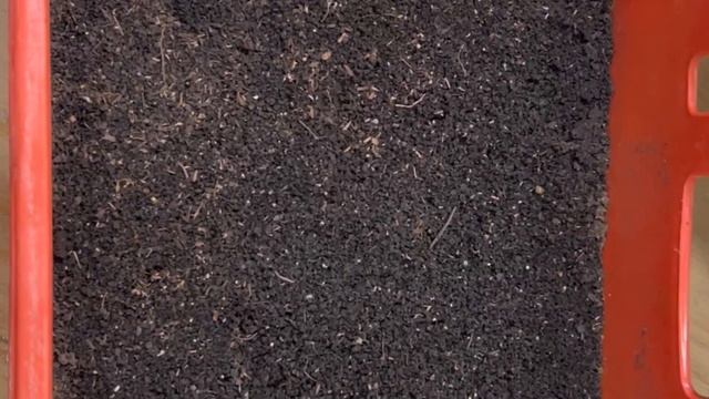 Разведение Червя Как Малый Бизнес смотреть онлайн