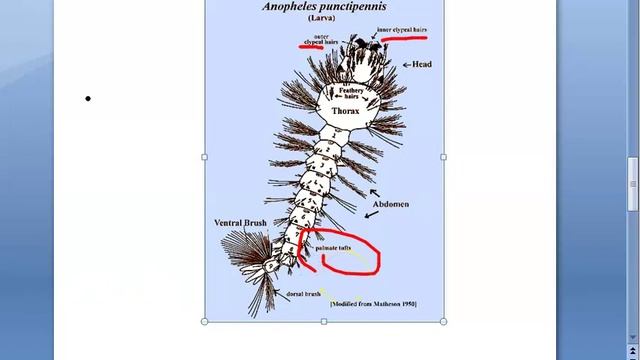 PSM 807 Anopheles Mosquito Morphology Features Larva Egg Pupa смотреть онлайн