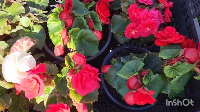 Обзор цветов на ярмарке выходного дня.03.06.2023. смотреть онлайн