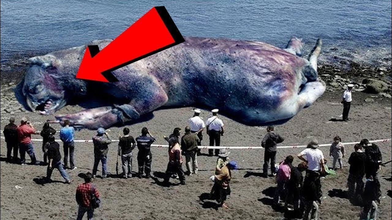 Самые Удивительные Вещи, Выброшенные На Берег! смотреть онлайн