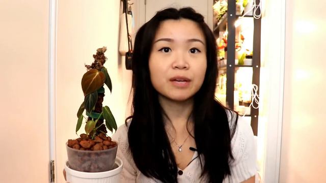 Everything You Need To Know About MOSS POLES For Houseplants