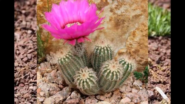 Эхиноцереус : уход в домашних условиях, пересадка и виды . смотреть онлайн