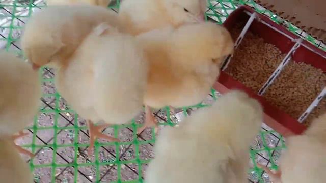 2nd Batch, 45 Days Update || Bounty Magnolia Chicken plus 30 PC's смотреть онлайн