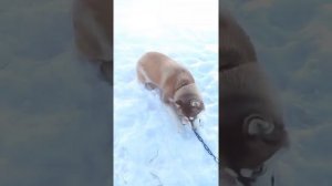 Я весёлый таракан я бегу бегу бегу.