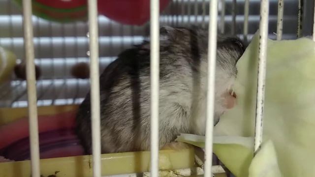 хомяк 🐹 кушает капусту смотреть онлайн
