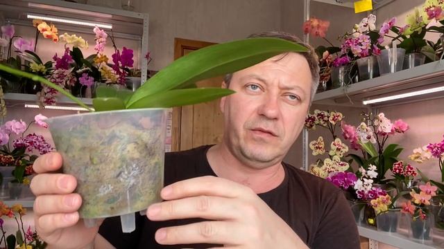 забытые КОРНИ ОРХИДЕЙ в воде на неделю - ЗАКОЛОСИЛИСЬ и орхидеи цветут в ленивом способе полива смотреть онлайн