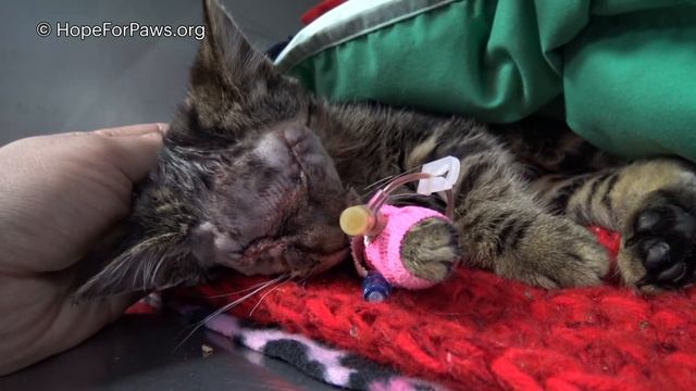 Blind kitten sits in a parking lot and wonders how will she survive in this world. #kitten смотреть онлайн