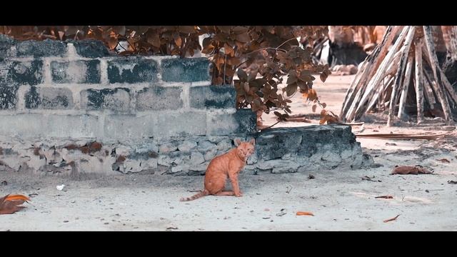 A beautiful island in Maldives | omadhoo смотреть онлайн