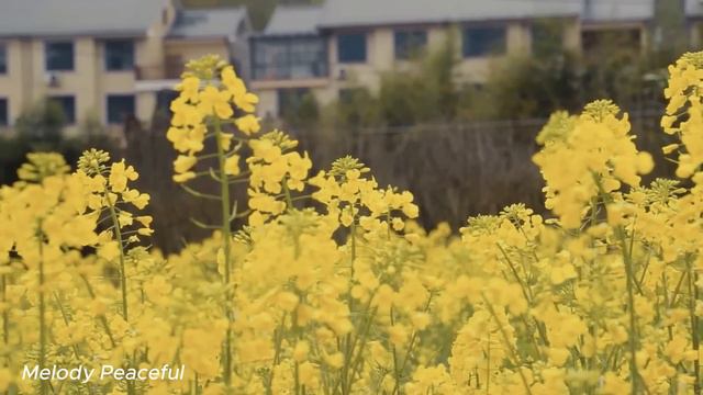Лучшая музыка поможет снять усталость от стресса🌿 успокоит нервную систему🌿17 смотреть онлайн