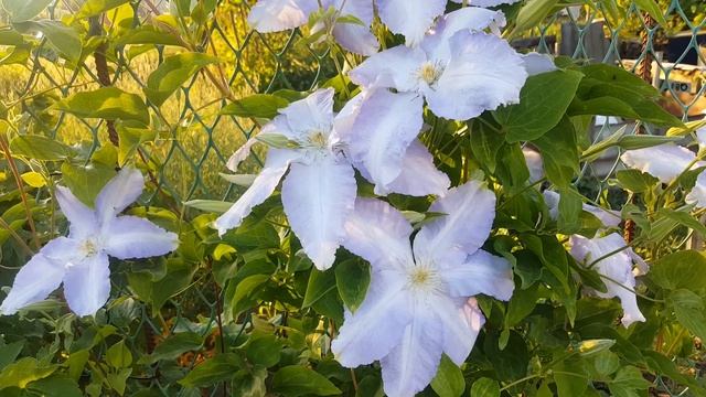 Клематис Лех Валенса . Clematis Lech Walensa . Польские сорта клематисов . смотреть онлайн