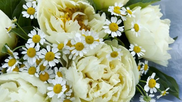 Букет из 9 желтых пионов Premium с матрикарией смотреть онлайн