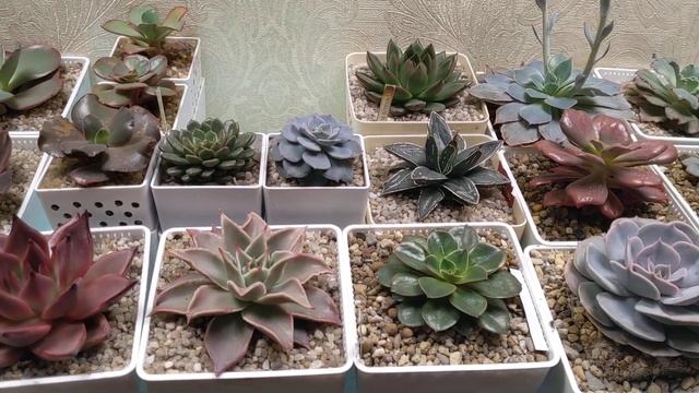 Полив суккулентов