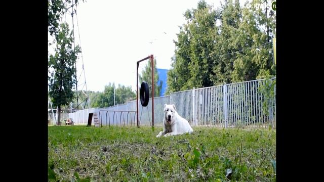 5 БАЛШИХ САБАК / 5 СОБАК СПОСОБНЫХ УБИТЬ ВОЛКА смотреть онлайн