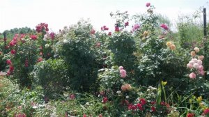 Почвопокровные розы. Сорта и особенности почвопокровных роз.