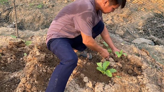 Growing melon seeds, Regrowing vegetables, Cooking on the farm смотреть онлайн