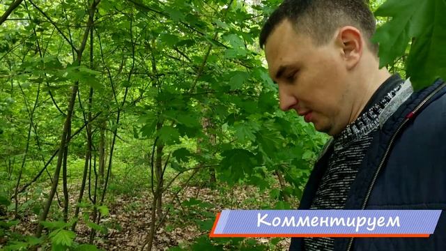 Энтолома садовая, Майский гриб, Майская рядовка. Весенние грибы Харькова. смотреть онлайн