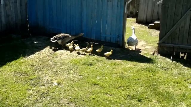 Жили у бабуси гуси смотреть онлайн