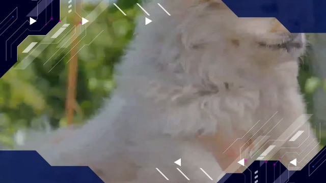 Pekingese facts 🐩 Pekinese 🐕 Pet Dogs 🐶 breed of toy dog, originating in China 🇨🇳 смотреть онлайн