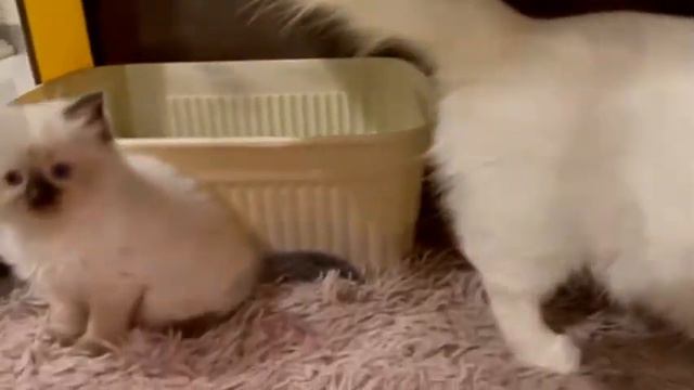 My little seal point ragdoll kitten смотреть онлайн