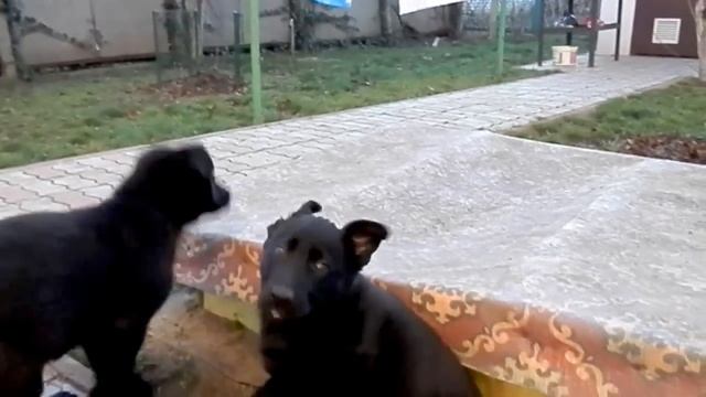 Щенки черной немецкой овчарки 2 мес. и 1 нед. Одесса. смотреть онлайн