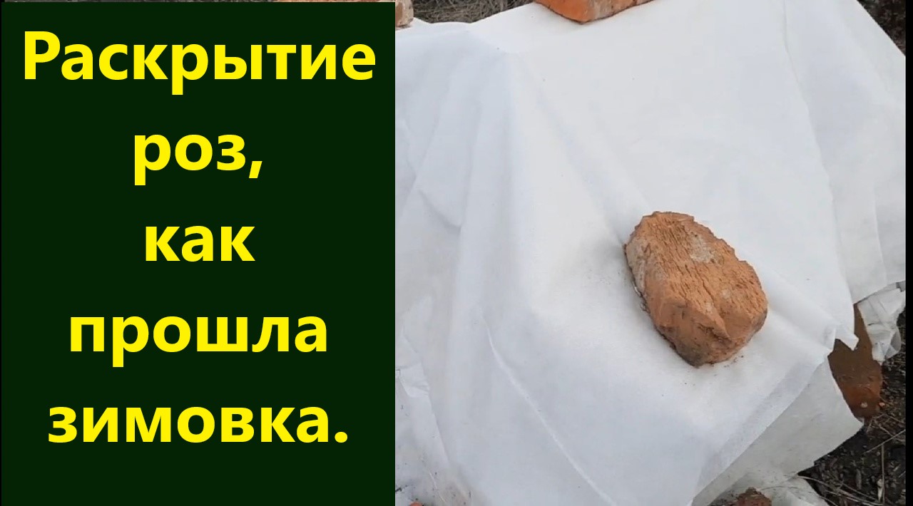 Раскрытие роз. Как прошла зимовка моих красавиц. смотреть онлайн