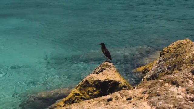 The Lost Video: Bahamas смотреть онлайн