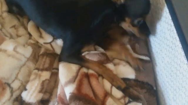 Щенки плачут, жалуются и скулят