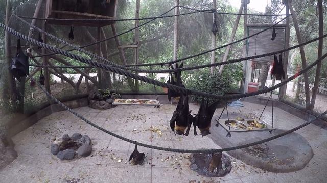 cool bats / крутые летучие мыши смотреть онлайн