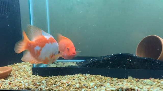 Purple Rose Queen x Midas/Red Devil hybrid project смотреть онлайн