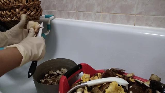Мойка белых грибов. смотреть онлайн