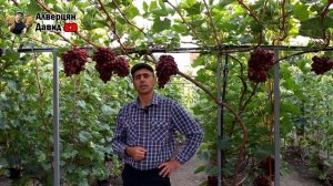 ?  Приготовление домашнего вина  из винограда "кишмиш Юпитер"   Часть 2 ?