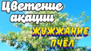 Цветение акации. Жужжание пчёл Acacia blossom. Bees buzzing.