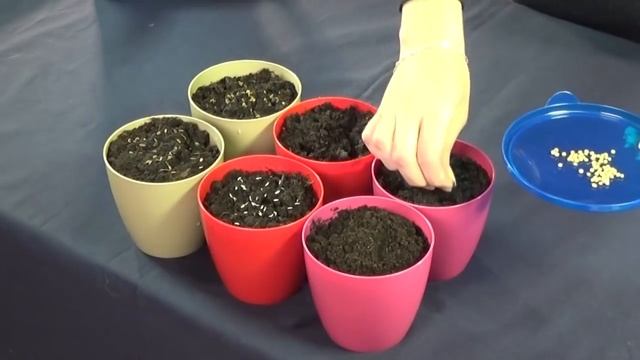 Выращивание зелени на подоконнике. Советы по посеву и уходу смотреть онлайн